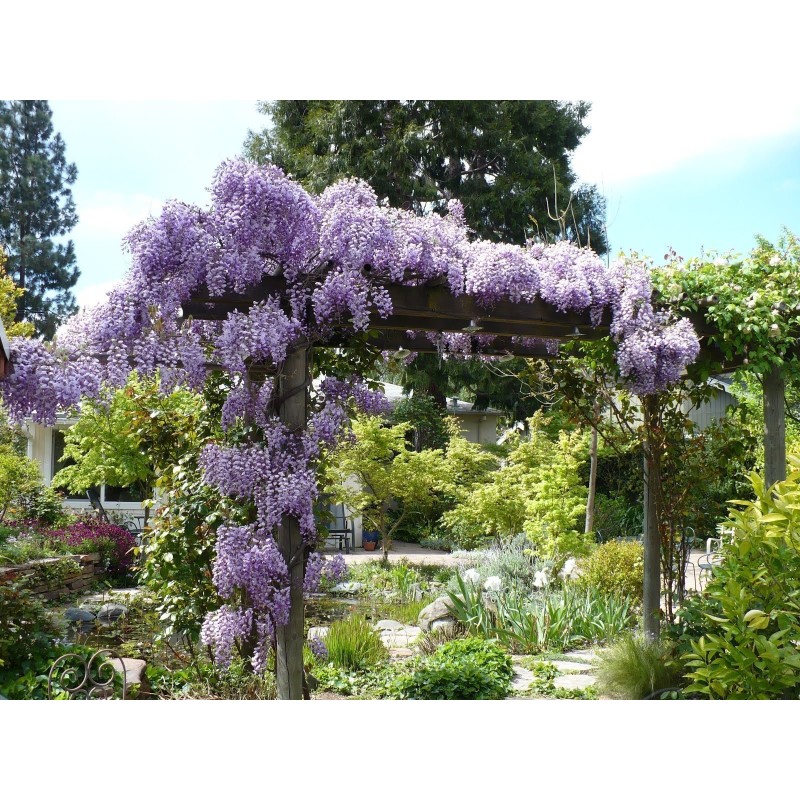 Spóroi Glytsínia (Wisteria Sinensis) | 3,00 €