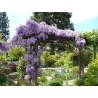 Spóroi Glytsínia (Wisteria Sinensis) | 3,00 €