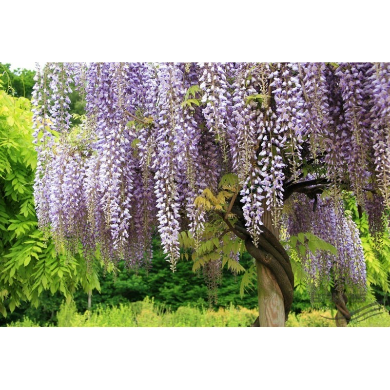 Spóroi Glytsínia (Wisteria Sinensis) | 3,00 €