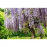 Spóroi Glytsínia (Wisteria Sinensis) | 3,00 €