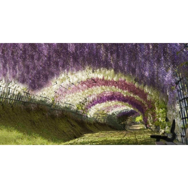 Spóroi Glytsínia (Wisteria Sinensis) | 3,00 €