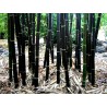 Crni Bambus Seme (Phyllostachys nigra) | 1,95 €