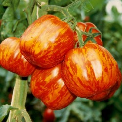 STRIPED STUFFER Tomatensamen 1.65 - 5