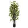 Crni Bambus Seme (Phyllostachys nigra) | 1,95 €