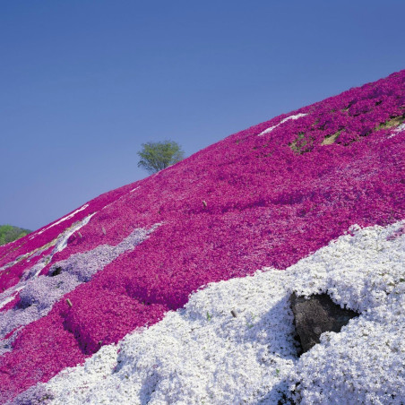Purple Creeping Thyme Seeds (Thymus Serpyllum) | 1,95 €
