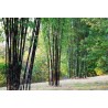 Crni Bambus Seme (Phyllostachys nigra) | 1,95 €