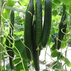 Super Long Cucumber seeds Suyo Long 1.75 - 1