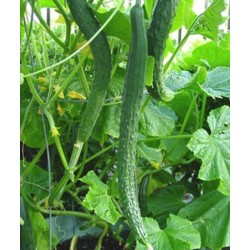 Super Long Cucumber seeds Suyo Long 1.75 - 2