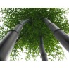 Crni Bambus Seme (Phyllostachys nigra) | 1,95 €