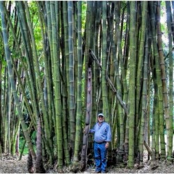 Giant Thorny Bamboo Seeds 1.6 - 4
