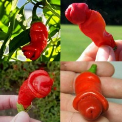 Penis Chili Seme Crveni ili Zuti (Peter Pepper) 3 - 14
