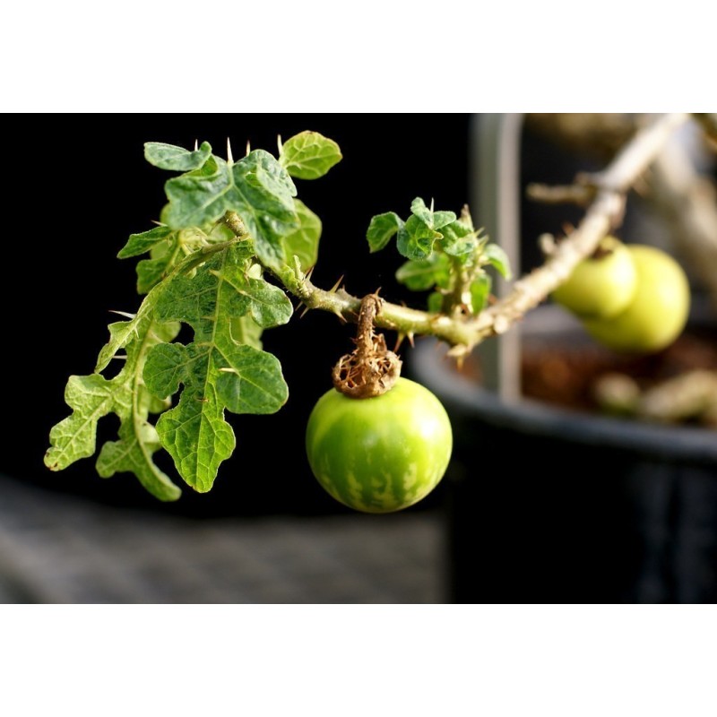 Sodomsapfel Samen (Solanum linnaeanum) | 1,95 €