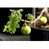 Sodomsapfel Samen (Solanum linnaeanum) | 1,95 €