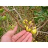 Sodomsapfel Samen (Solanum linnaeanum) | 1,95 €