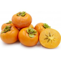 American persimmon seeds (Diospyros virginiana)
