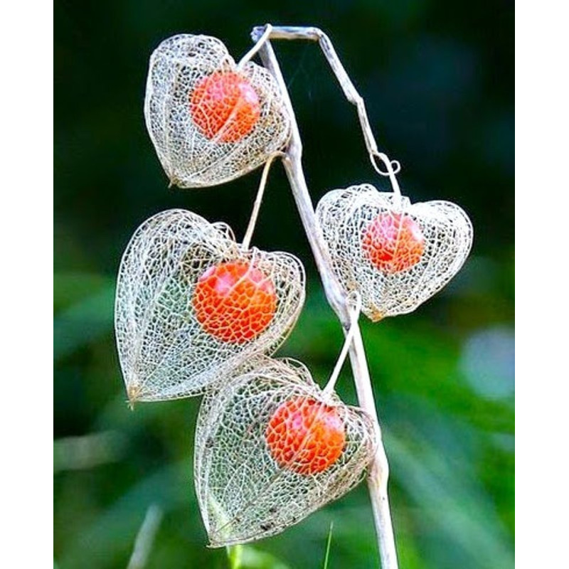 Bladder cherry Seeds, Chinese lantern | 1,55 €