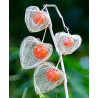 Lampionblume Samen (Physalis alkekengi) | 1,55 €