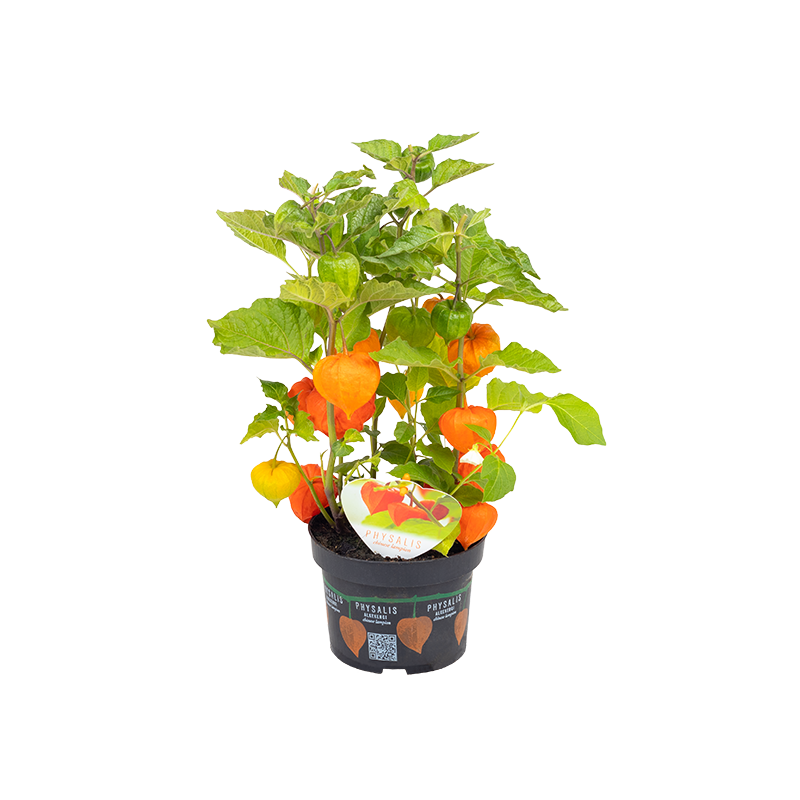 (Physalis alkekengi) كرز القدس بذور | 1.55 €