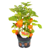 Semi di Physalis Franchetii gigantea | 1,55 €