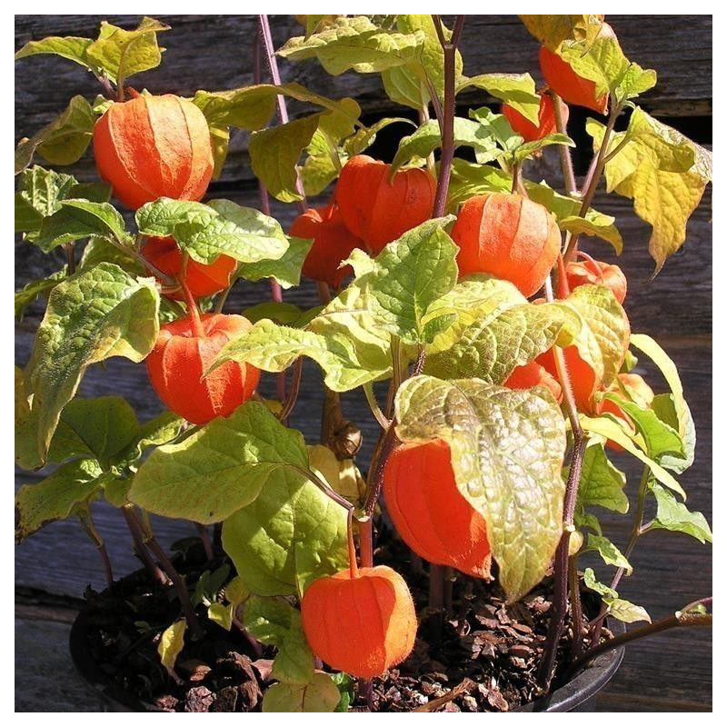 (Physalis alkekengi) كرز القدس بذور | 1.55 €