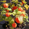 (Physalis alkekengi) كرز القدس بذور | 1.55 €