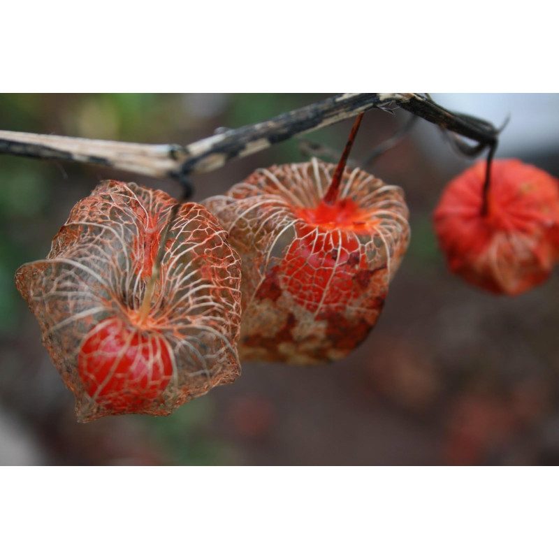 (Physalis alkekengi) كرز القدس بذور | 1.55 €