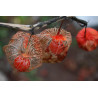 Lampionblume Samen (Physalis alkekengi) | 1,55 €