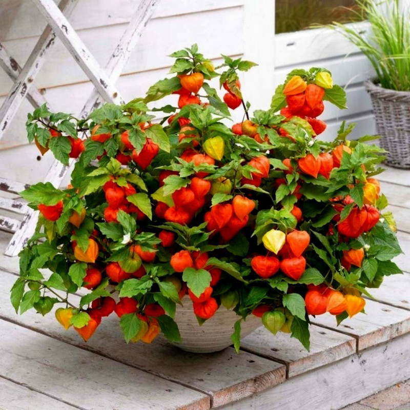 (Physalis alkekengi) كرز القدس بذور | 1.55 €