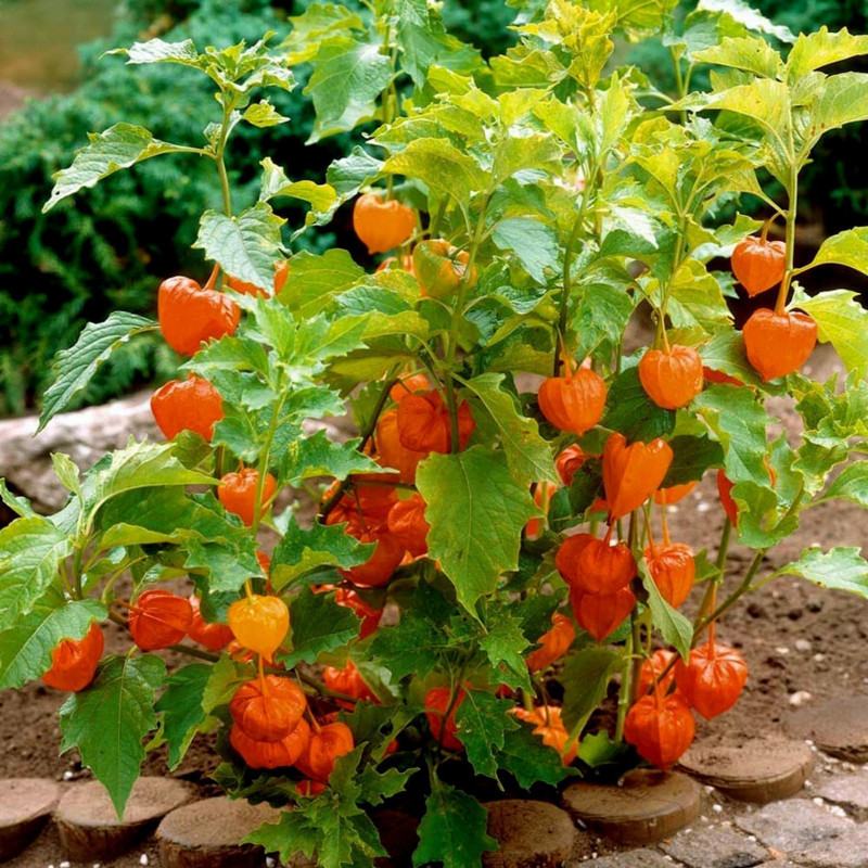 (Physalis alkekengi) كرز القدس بذور | 1.55 €