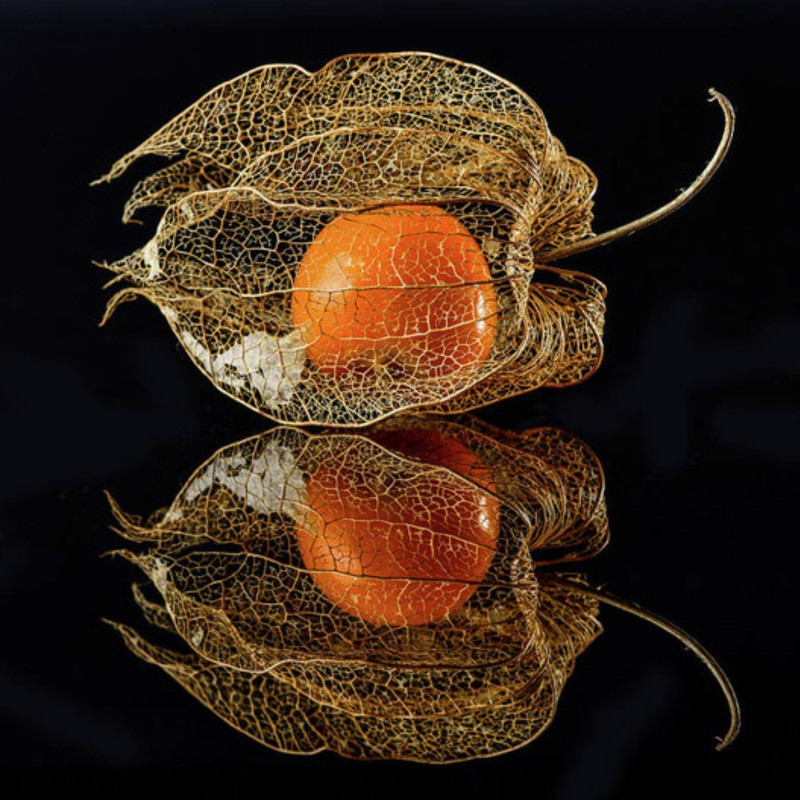 Semi di Physalis Franchetii gigantea | 1,55 €
