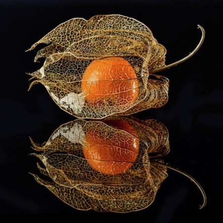 Bladder cherry Seeds, Chinese lantern | 1,55 €