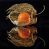 Semi di Physalis Franchetii gigantea | 1,55 €