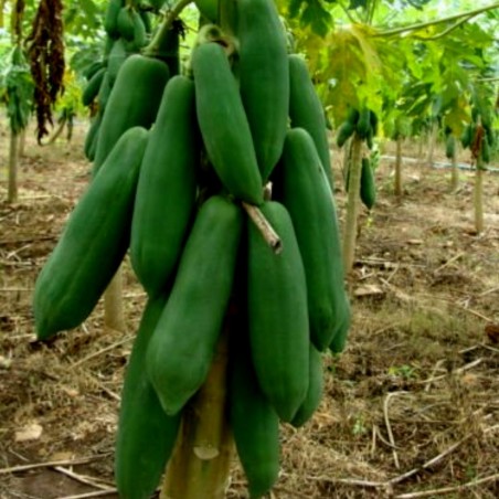 Dwarf Long Papaya Seeds KAK DUM Variety | €2.75