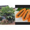 Dwarf Long Papaya Seeds KAK DUM Variety | €2.75