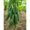 Dwarf Long Papaya Seeds KAK DUM Variety | €2.75