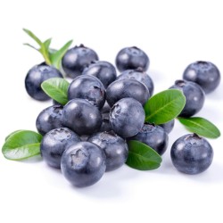 2.5 Σπόροι Μυρτιλο Blueberries (Vaccinium angustifolium)