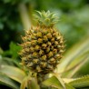 Ananas frön (Ananas comosus) | 3,50 €
