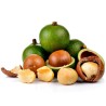 Sementes de Nogueira-Macadâmia (Macadamia integrifolia) | 2,05 €