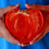Graines de Tomate Coeur de Boeuf | 1,75 €