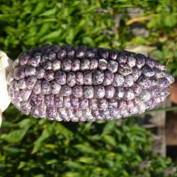 Peruvian Black Violet White "K'uyu Chuspi" Corn Seeds 2.45 - 11