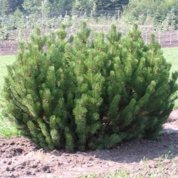 Μπονσάι Σπόροι Pinus mugo 1.5 - 3