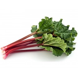 Rhubarb Seeds “Victoria” (Rheum rhabarbarum) 1.85 - 4