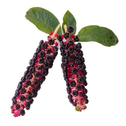 Pokeweed, Poke Sallet Seeds (Phytolacca Americana)