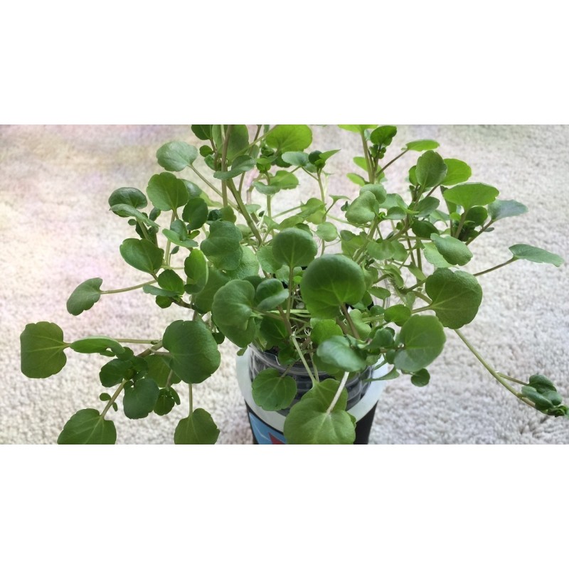 Watercress Seeds (Nasturtium officinale) | 2,45 €
