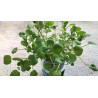 Semillas De Berro de Agua o Mastuerzo de Agua (Nasturtium Officinale) | 2,45 €