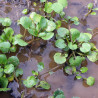 Semillas De Berro de Agua o Mastuerzo de Agua (Nasturtium Officinale) | 2,45 €