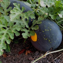 100 Seeds Yellow Fleshed Watermelon Moon and Stars 10 - 1