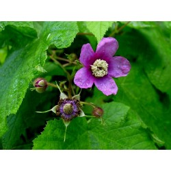 Purple Flowered Raspberry Seeds (Rubus Odoratus) 2.25 - 5