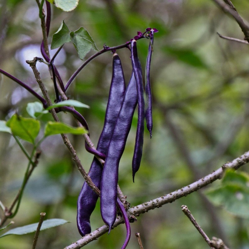 Seme Boranije - Pasulja Blauhilde | 1,95 €