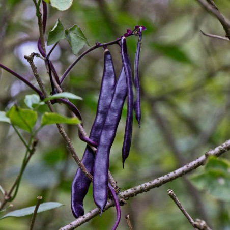 Seme Boranije - Pasulja Blauhilde | 1,95 €